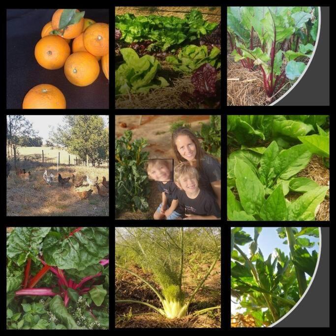 Upmarket Off Grid Cottage On Organic Farm In Secure Estate Howick Esterno foto